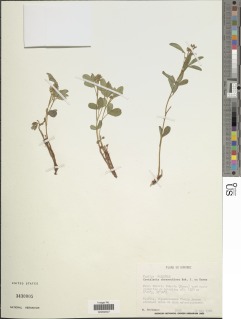 Image of Crotalaria chrysochlora