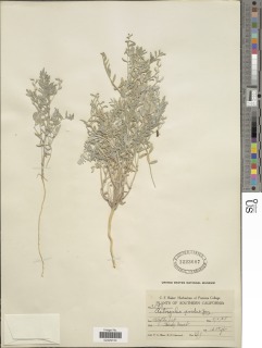 Image of Astragalus aridus