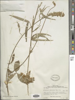 Crotalaria chirindae image