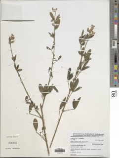 Crotalaria cylindrocarpa image