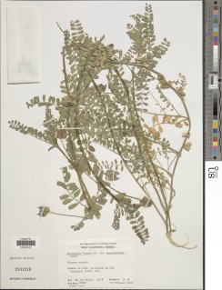 Astragalus hornii var. minutiflorus image