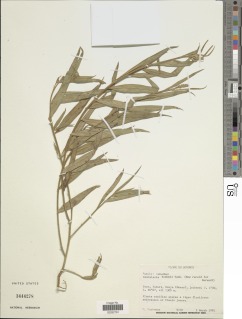 Image of Crotalaria boehmii