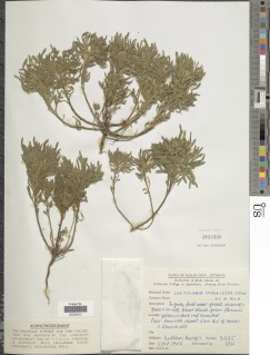 Crotalaria cephalotes image