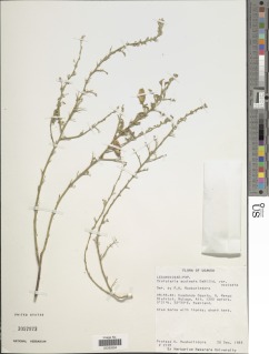Image of Crotalaria aculeata