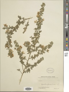 Coronilla valentina subsp. glauca image