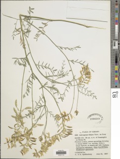 Astragalus filipes image