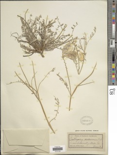 Image of Astragalus ervoides