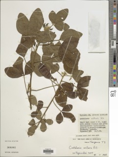 Image of Crotalaria axillaris