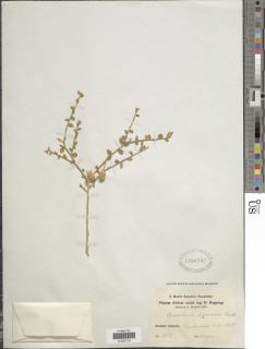 Crotalaria arenaria image