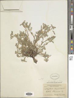 Astragalus lentiformis image