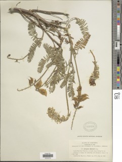 Astragalus nuttallii var. nuttallii image