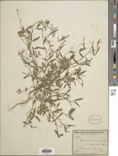 Crotalaria onobrychis image