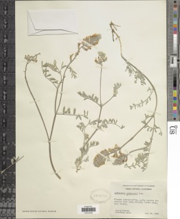 Astragalus sepultipes image