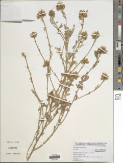 Crotalaria atrorubens image