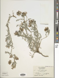 Astragalus lentiginosus var. idriensis image