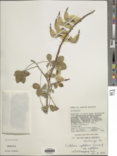 Crotalaria agatiflora image