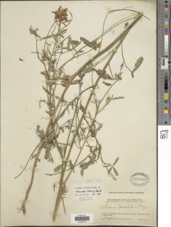 Image of Crotalaria brevidens
