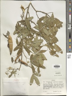 Image of Crotalaria agatiflora