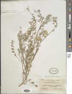Astragalus macrodon image