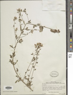 Crotalaria argyrolobioides image