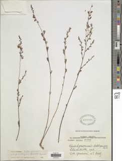Aeschynomene katangensis subsp. sublignosa image