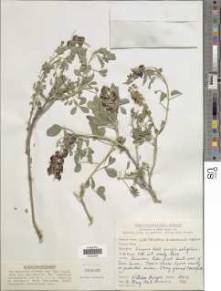 Image of Crotalaria albicaulis