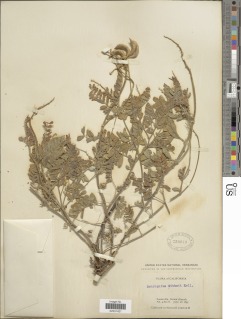 Image of Astragalus gibbsii