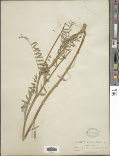Astragalus asymmetricus image