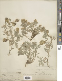 Astragalus whitneyi var. sonneanus image