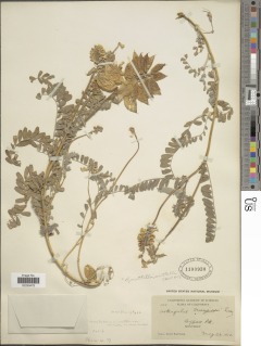 Image of Astragalus emoryanus