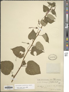 Centropogon cordifolius image