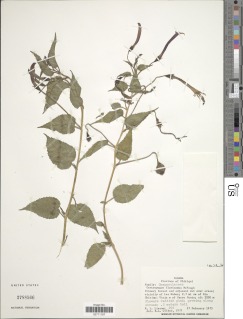 Centropogon floricomus image