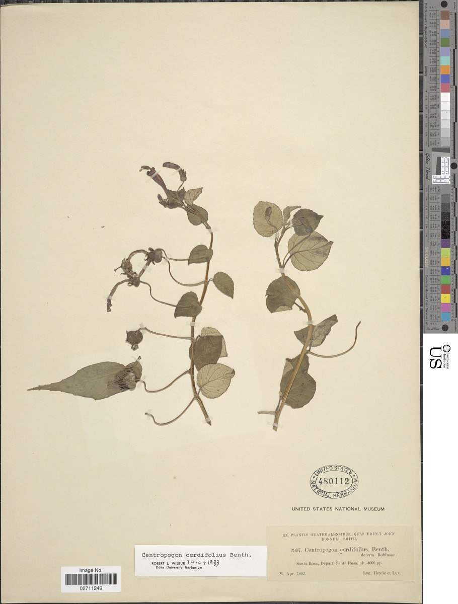 Centropogon cordifolius image