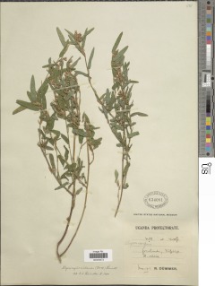 Alysicarpus rugosus subsp. rugosus image