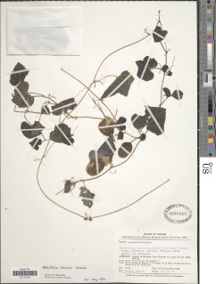 Melothria scabra image