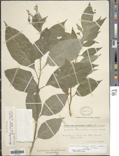 Burmeistera virescens image