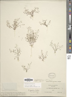 Nemacladus gracilis image