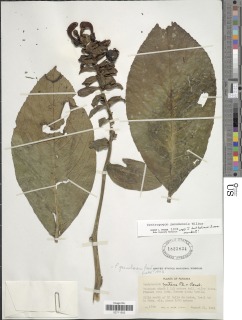 Centropogon tortilis image
