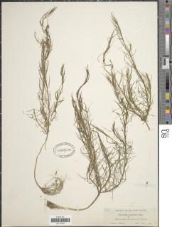 Howellia aquatilis image