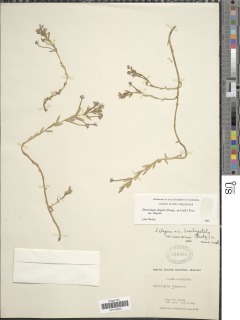 Downingia elegans image