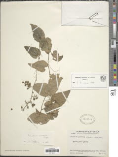 Image of Sicydium schiedeanum