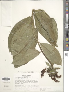 Centropogon tortilis image