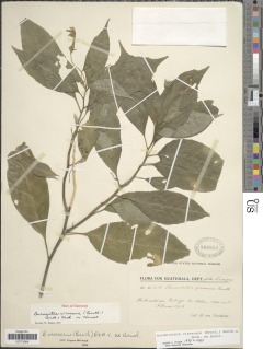 Burmeistera virescens image
