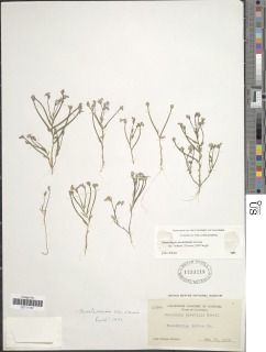 Downingia ornatissima var. mirabilis image