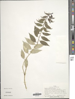 Burmeistera microphylla image