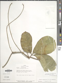 Psiguria triphylla image