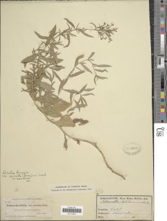 Lobelia dunnii var. serrata image