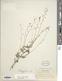 Lobelia xalapensis image