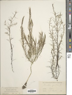 Howellia aquatilis image