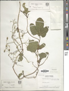 Sicydium tamnifolium image
